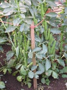 broad bean plant Optica