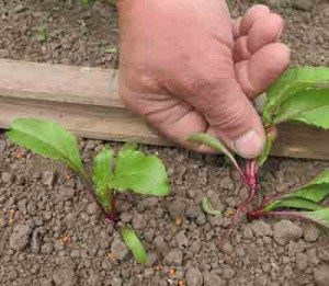 thinning out beetroot