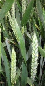 Wheat in field June