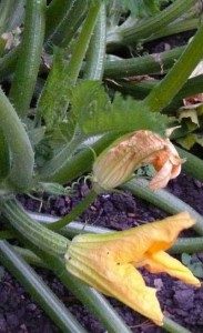 flowering courgettes