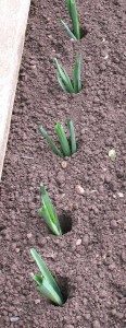 leeks dropped into hole