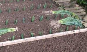 planting out leeks