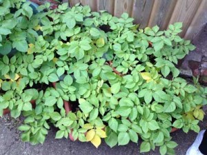 yellow-leaves-on-potatoes