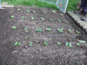 broad bean rows seedlings