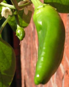 chilli-fower-&-fruit chilli-fower-&-fruit