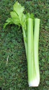 fresh celery