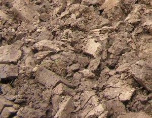 dug lawn