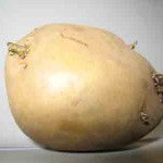 marisbard-potato-chit-day