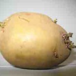 maris bard potato chit
