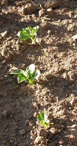 broad-beans-3-May-Plot broad-beans-3-May-Plot