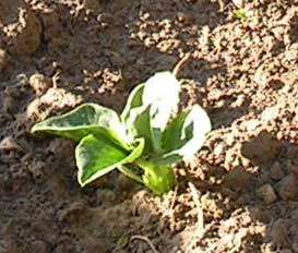 Broad Beans plot 3 May