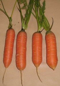 Carrot Nandor