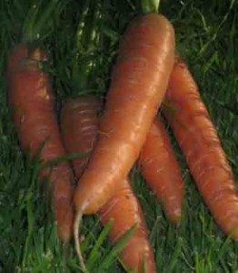 Nandor Carrots