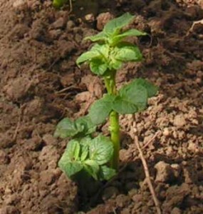 potato-plant-day-40 potato-plant-day-40