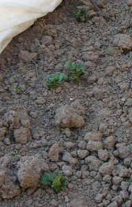 potatoes-3-May potatoes-3-May