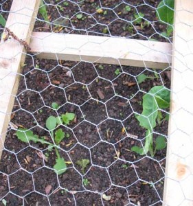 protect-sprout-plants protect-sprout-plants