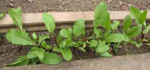 beetroot-seedlings1