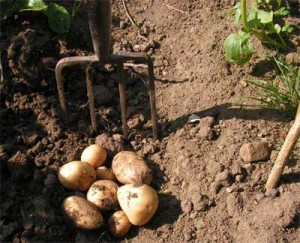 Bard-early-potatoes-7July1-300x243