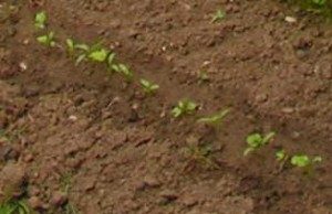 parsnips-emerging-June27-300x194