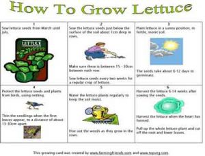 how2grow_lettuce_card1