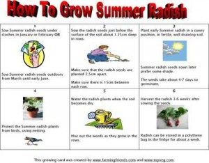 how2grow_summer_radish-300x2341