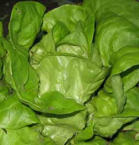 butterhead-lettuce1