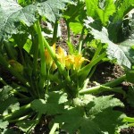courgette-in-flower-150x1501