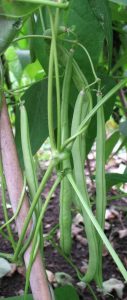 french-beans1