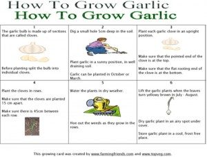 how-to-grow-garlic-sheet-300x2271