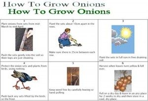 how-to-grow-onion-card1-300x2051