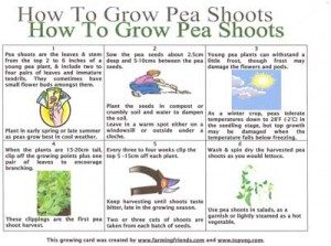 how-to-grow-pea-shoots-300x2231