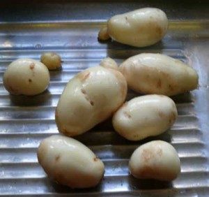 Maris Bard new potatoes