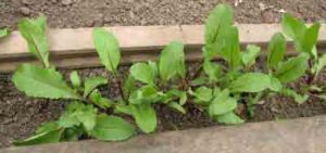 beetroot seedlings