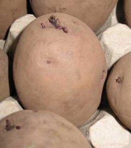chitting in egg box with rose uppermost 