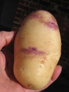 Kestrel Potato showing Eye