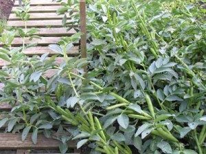Lodged Optica Broad Beans