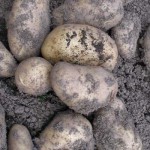 new potatoes lifted