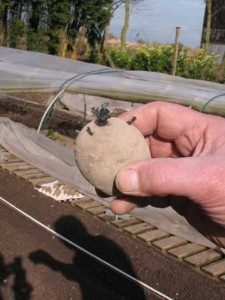 potato seed ready to plant 