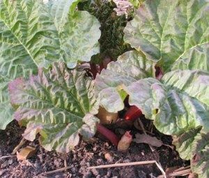 rhubarb in March