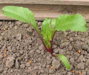 seedling beetroot