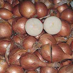 shakesspear autumn planting onions