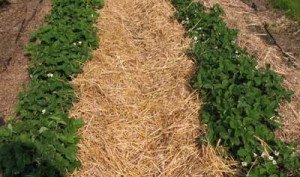 Straw Between Rows
