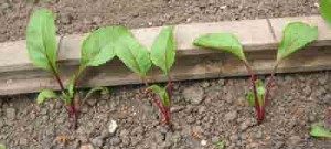 thinned beetroot