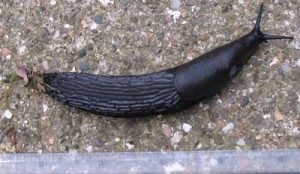 6 inch slug
