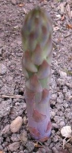 asparagus in the ground