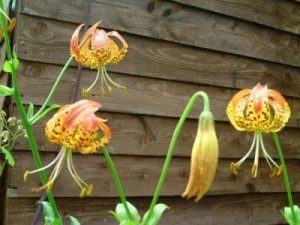 Lily Flowers