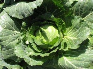 mature cabbage Elisa