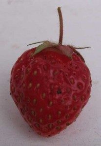 picked strawberry