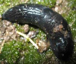 black slug