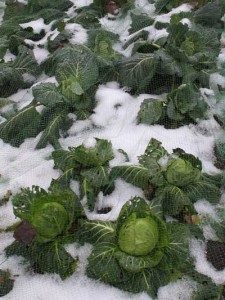 cabbage in snow